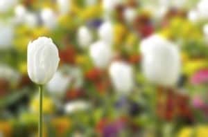 Tulipany